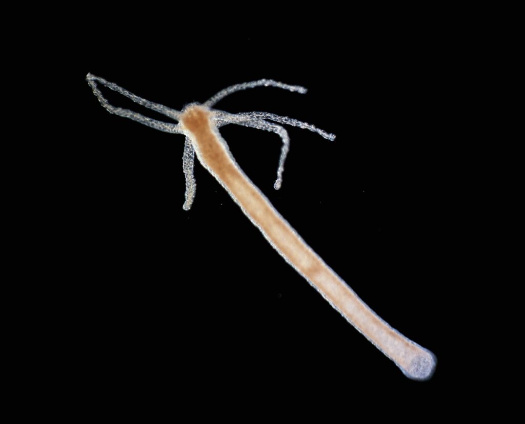 Fully grown hydra